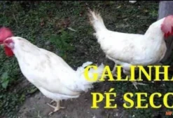 Comprador de Galinha Pé Seco Viva de Descarte em Mairinque - SP