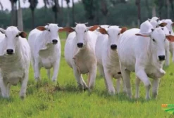 Compra de Bezerros, Garrotes e Novilhas em Assis Chateaubriand - PR