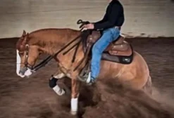 Doma e Treinamento Especializado para Cavalos Quarto de Milha em Anápolis