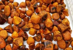 Pedra de Fel Bovina (Cálculo Biliar) à Venda - Aparecida de Goiânia, GO