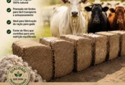Resíduo de Algodão em Fardos para Alimentação de Bovinos