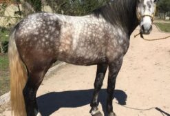 Cavalo Lusitano Registrado e Manso - 7 anos - São Paulo/SP