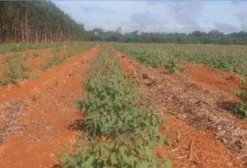 Serviço de Plantio e Manutenção de Eucalipto em Mato Grosso