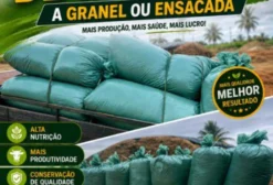 Silagem de Milheto Premium – Granel e Ensacada para Gado de Corte e Leite