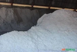 Caroço de Algodão a Granel para Nutrição Animal - ICMS Incluso - Maringá/PR
