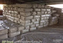 Casquinha de Algodão Ensacada – 30 kg para Nutrição Animal