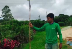 Mudas de Amendoim-Bravo (Pterogyne nitens) – Espécie Nativa de Crescimento Rápido para Arborização e Paisagismo