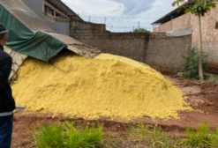 Massa de Milho Úmido (Resíduo) para Alimentação Animal - Trato Barato