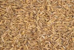 Casca de Arroz a Granel para Nutrição Animal – Venda Direta em Campinas/SP