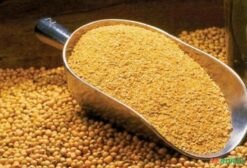 Farelo de Soja Premium para Nutrição Animal – Proteína 44-48% – Rondonópolis/MT
