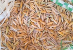 Aveia Branca Ensacada para Alimentação Animal - Sacos de 25 a 40 kg - Araucária PR