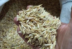 Aveia Branca 11% Proteína para Ração Animal – Cavalo, Bovino, Ovino (Saco 30kg)