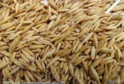 Aveia Despontada Nutrizzi PH 60 - Premium para Equinos e Ovinos