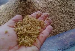Bagaço de Malte e Cevada Processada para Ruminantes – Reduza Custos na Alimentação Animal