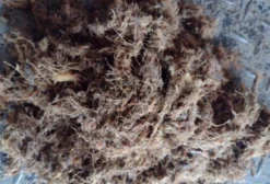 Fibra de Dendê para Nutrição Animal e Biomassa – Tailândia/PA