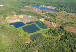 Arrendamento de Fazenda Carcinicultora em Jaguaripe - BA