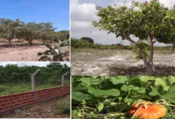 Terreno para Arrendamento – Energia Eólica e Solar em Cruz (CE)