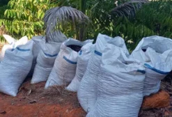 Arrendamento de Propriedade Rural em Timbuí, ES – 4,5 Hectares Férteis para Plantio