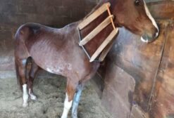 Cavalo Mangalarga Paulista à Venda em Ribeirão Preto/SP