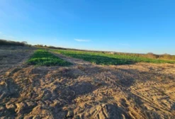 Chácara de 70 Hectares com Irrigação e Poços Artesianos em Buritirama - BA