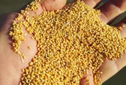 Milheto (Painço) de Alta Qualidade para Pássaros e Aves - Venda por Quilo