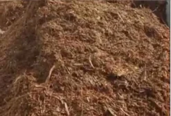 Silagem Fermentada de Sorgo de Alta Qualidade para Nutrição Animal - Mossoró/RN