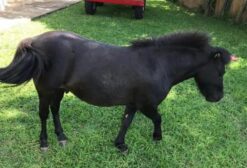 Cavalo Manso de 3 Anos e Égua de 10 Anos à Venda em Guarujá - SP