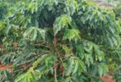 Sítio em Pedra Alegre com Café Arábica e Conilon – Itarana/ES
