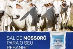 Sal Branco Moído para Gado – Suplementação Animal com Ótimo Custo-Benefício