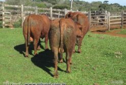 Touros Angus Registrados – PO e PC – Garrotes de 18 a 24 Meses