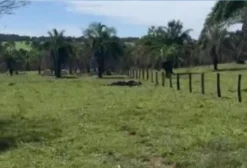 Chácara Rural com Extensa Cultura de Bacuri – 10,5 Alqueires em Itapirapuã, GO