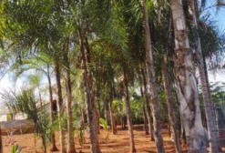 Chácara em Jataí-GO com 14,05 Hectares, Duas Casas e Lazer Completo