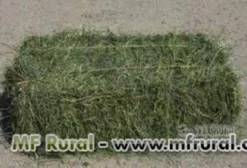Feno de Tifton Premium para Equinos e Outros Animais – Fardo 14/15 kg