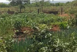 Chácara de 16 Hectares em Buritis (MG) - Ideal para Moradia ou Lazer Rural