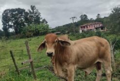 Touro Red Brahman PO Mocho Natural – 3 Anos – Santa Rita do Ibitipoca/MG