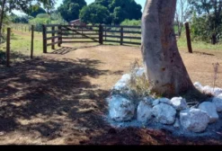 Chácara à Venda em Dourados - Vila Vargas - 2 Alqueires com Casa e Infraestrutura Rural