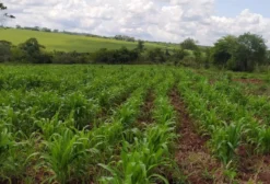 Chácara de 25 hectares na Fronteira Brasil-Paraguai – Sanga Puitã (Ponta Porã), MS