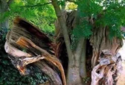 Chácara Canaã – 25 Hectares com Açudes e Pomar em Anastácio - MS