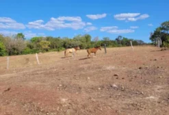 Fazenda para Arrendamento em Aliança do Tocantins – TO – Soja e Gado