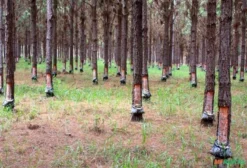 Interesse em Arrendamento de Floresta de Pinus Elliott para Extração de Resina em SC