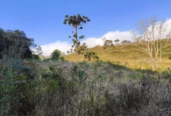 Arrendamento de Pasto em Bom Jardim de Minas – MG – 8 Hectares para Bovinos