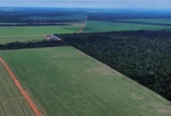 Chácara de 4 Hectares na Estrada Nanci – Sinop/MT – Excelente Oportunidade