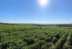 Fazenda Produtiva de 400 Hectares em Caracol/MS – Próxima à Rota Bioceânica