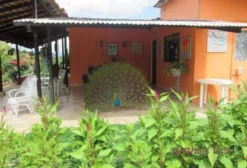 Paraíso Ecológico – Chácara Rural com 21 Hectares em Vitória de Santo Antão – PE