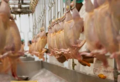 Complexo Industrial Frigorífico de Aves com SIF e Certificação Halal – 320 Milhões