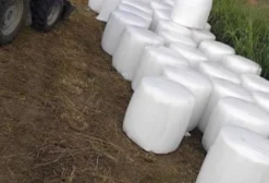 Pré-secado de Capim Mombaça - Fardos de 500kg para Nutrição Animal