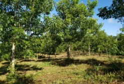 Chácara de 2 Alqueires em Quitandinha com Pomar de Noz Pecan em Produção