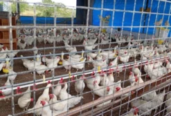 Granja de Aves em Plena Operação – Feira de Santana (BA)
