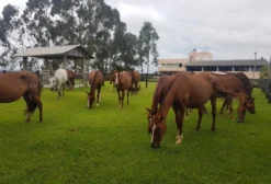 Haras de Luxo com 52 Hectares na Região de Curitiba - PR