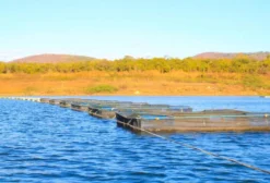 Frigorífico de Pescados Verticalizado com Alevinagem e Piscicultura em Niquelândia - GO